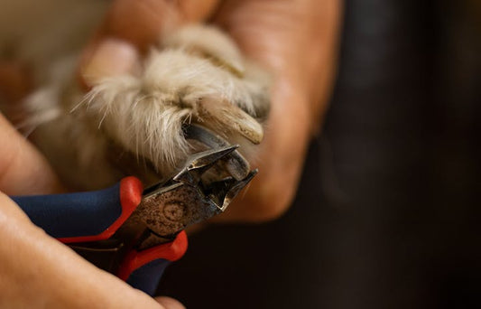 Person trimming a dog's nail carefully during grooming